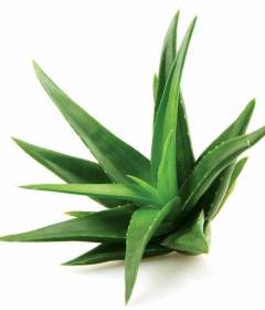 Алоэ вера