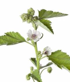 Алтей лекарственный