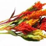  Амарант — 10 полезных свойств. Семена и масло амаранта - польза и вред. 