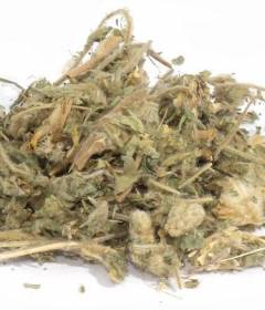 Астрагал шерстистоцветковый