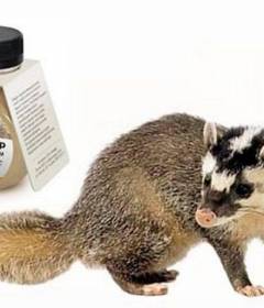 Барсучий жир