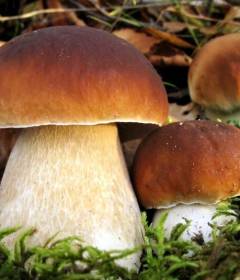 Белые грибы