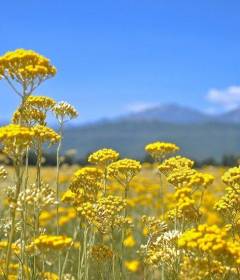 Бессмертник