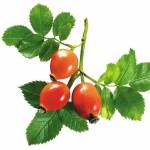  Боярышник — 12 полезных свойств, противопоказания и применение 