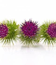 Чай из лопуха