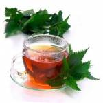  Чай из крапивы: польза и вред, 10 полезных свойств и применение 