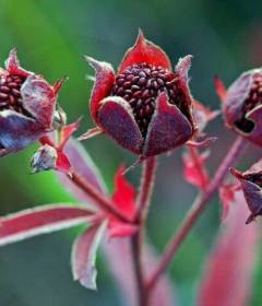 Чем полезен сабельник болотный
