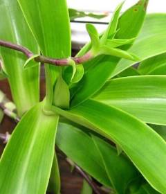 Чем полезен золотой ус 