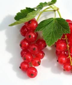 Красная смородина