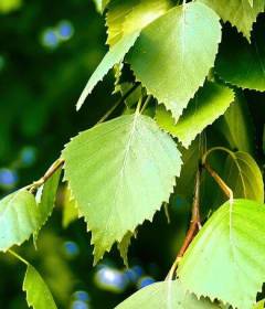 Чем полезны листья березы