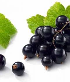 Черная смородина