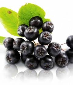 Черноплодная рябина