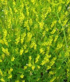 Донник лекарственный