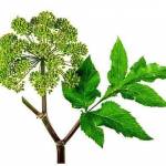  Дягиль лекарственный — 6 лечебных свойств и применение травы для кожи, волос и организма 