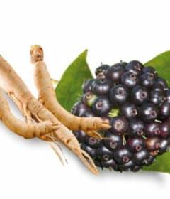 Элеутерококк