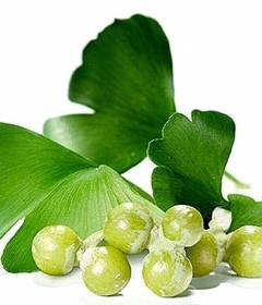 Гинкго Билоба