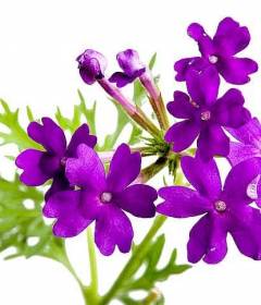 Голубая вербена