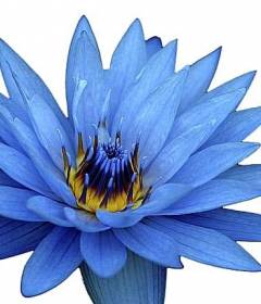 Голубой лотос