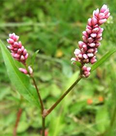 Горец почечуйный