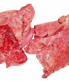 Говяжье легкое