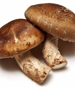 Гриб шиитаке 