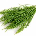  Хвощ полевой — 10 полезных свойств и противопоказания 