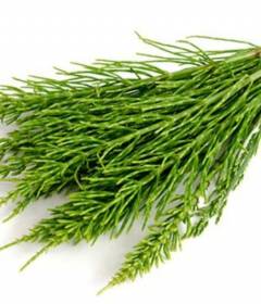 Хвощ полевой