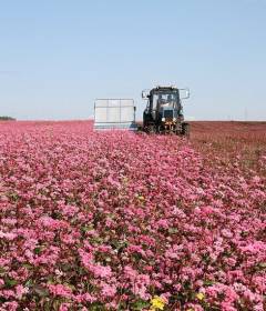 О лекарственном растениеводстве