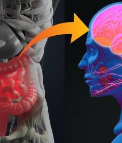 Кишечник подсказывает мозгу, о чем думать