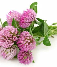 Клевер красный