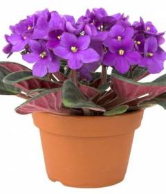 Корень фиалки