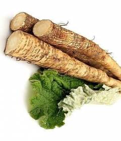 Корень лопуха