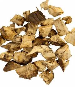 Корень подсолнуха