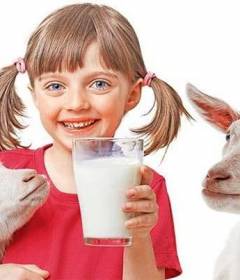 Козье молоко