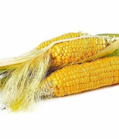 Кукурузные рыльца