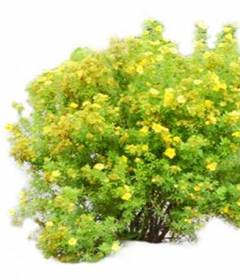 Курильский чай