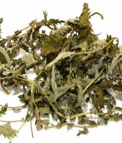 Лапчатка гусиная