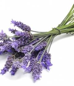 Лаванда