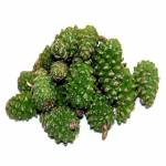  Инсульт и сосновые шишки: 5 рецептов лечения 