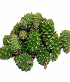 Инсульт и сосновые шишки