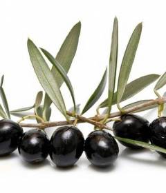 Маслины