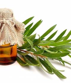 Масло чайного дерева