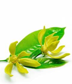 Иланг-иланг