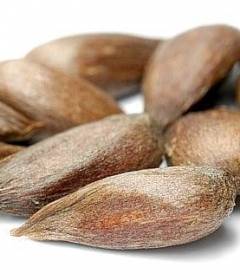 Масло из косточек яблока