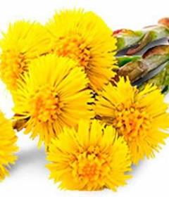 Мать-и-мачеха