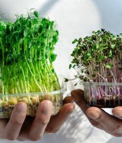 Микрозелень