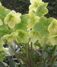 Морозник кавказский