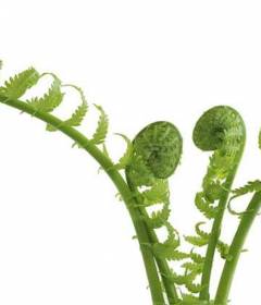 Папоротник орляк