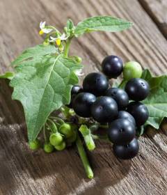 Паслен черный