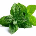  Мята перечная: в чем польза для здоровья человека? 